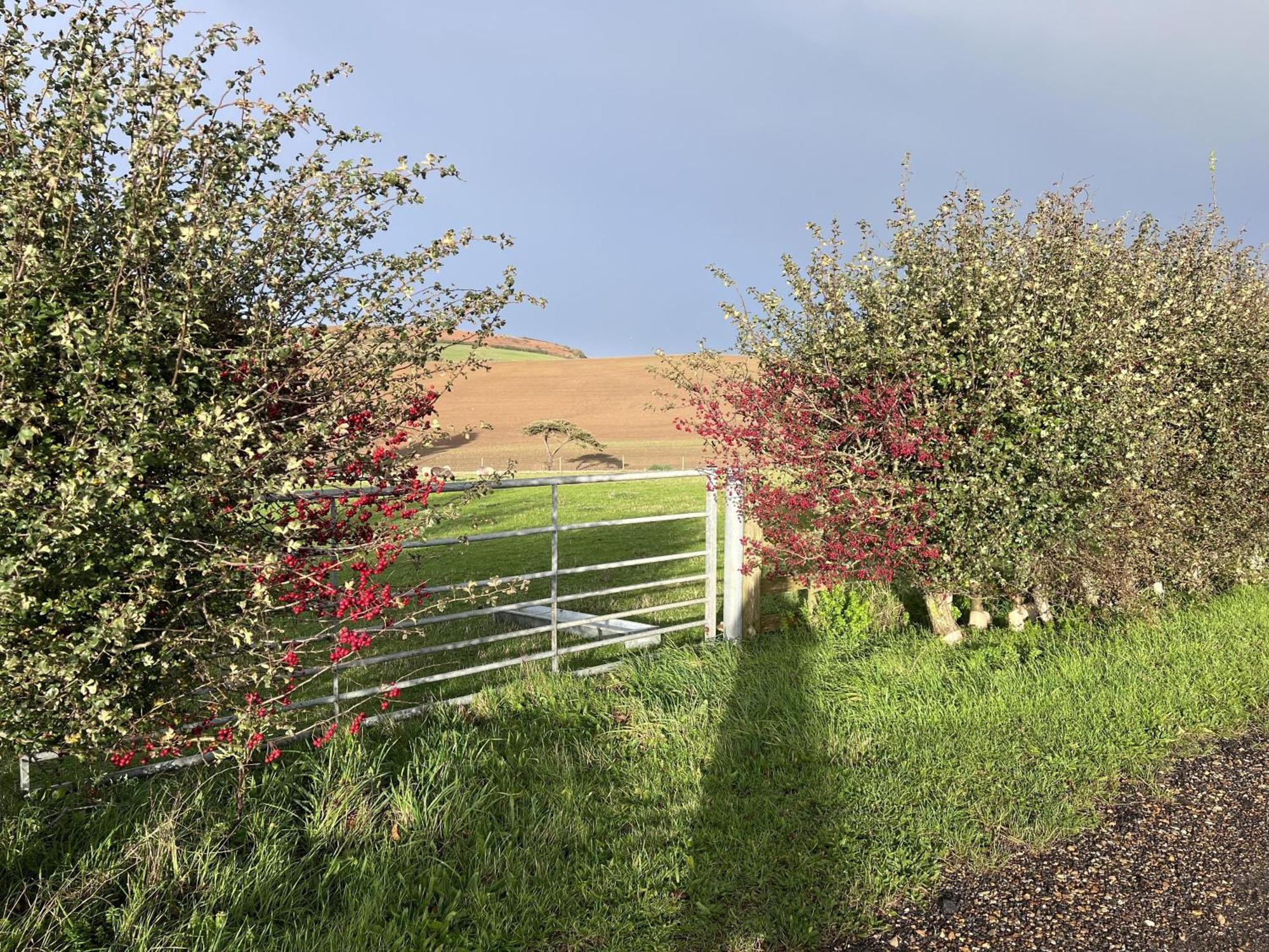 Bike Shed - Beautiful 1-Bed Cottage In Shorwell Εξωτερικό φωτογραφία